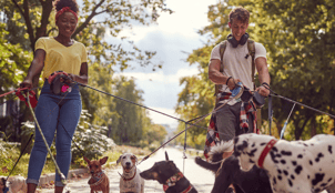 man and woman walking multiple dogs